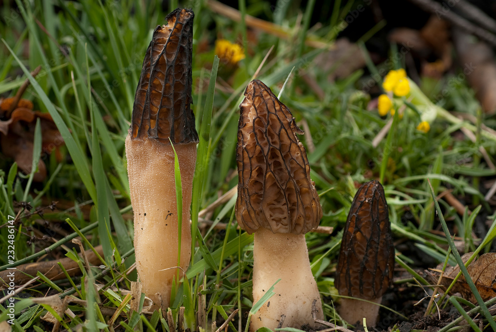 Grupo Morel Mushroom. Morchella esculenta Grupo Morel Mushroom. Morchella esculenta