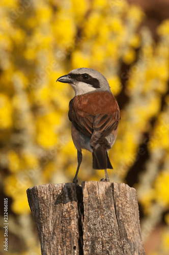 Red-backed shrike male. Lanius collurio, with yellow background on a trunk photo