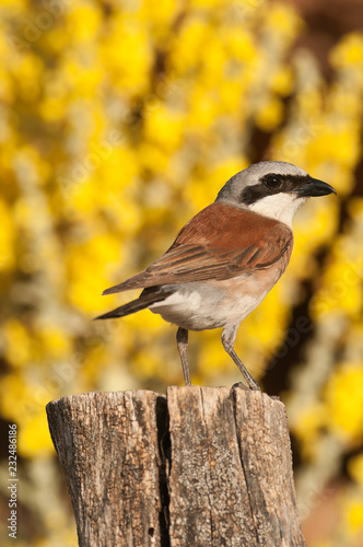 Red-backed shrike male. Lanius collurio, with yellow background on a trunk photo