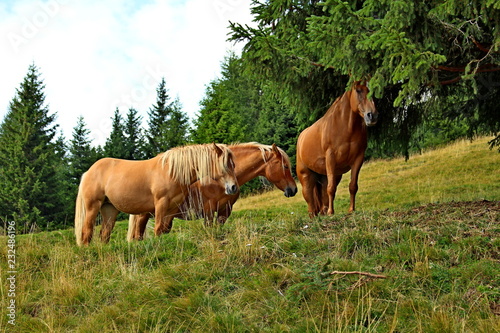 three Haflinger horses in freedom to graze on the Alps