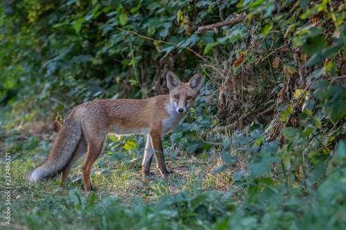 Red fox (Vulpes vulpes)