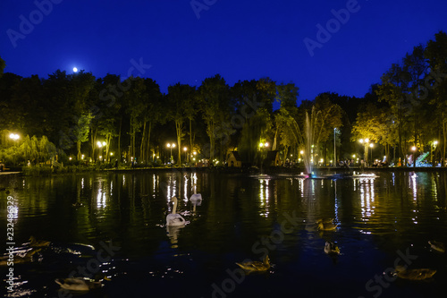 Swans. Night Lighting in the park on water.