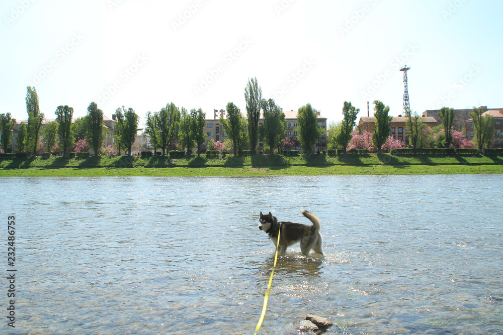 Husky dog floats in the river in Uzhgorod. Traveling Husky in Ukrainian Carpathians. Husky dog floats in the river in Uzhgorod. Traveling Husky in Ukrainian Carpathians.