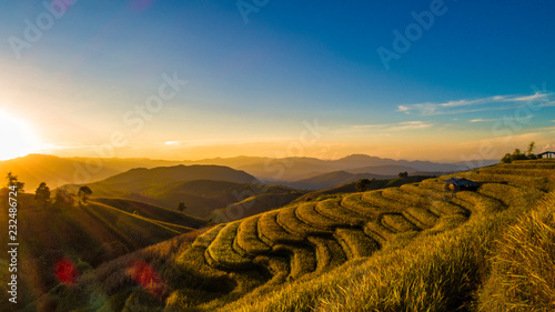 Landscape of gold rice fields.