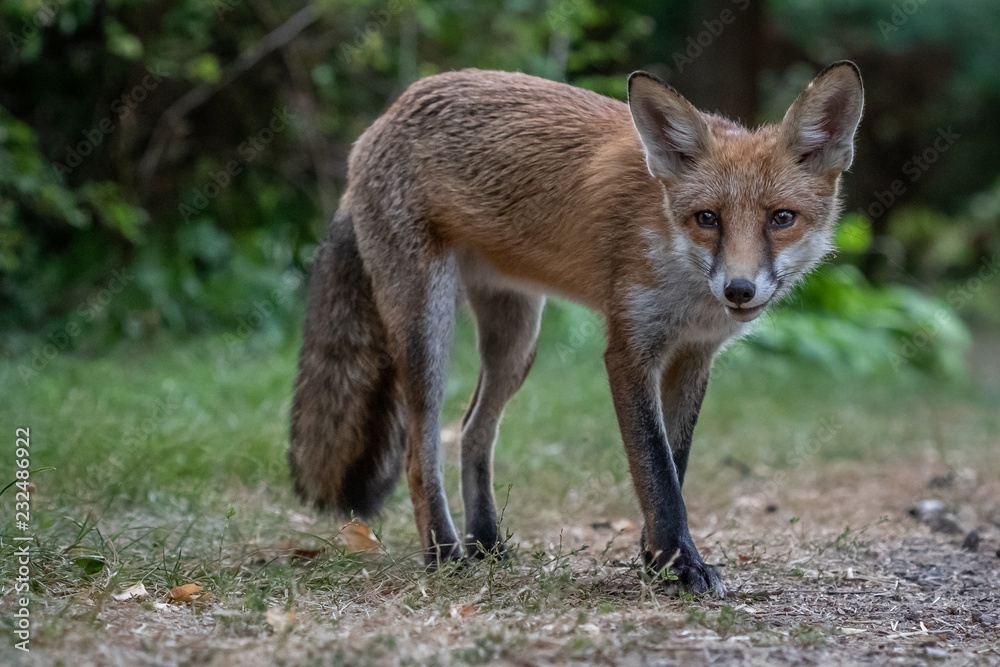 Fototapeta premium Red fox (Vulpes vulpes)