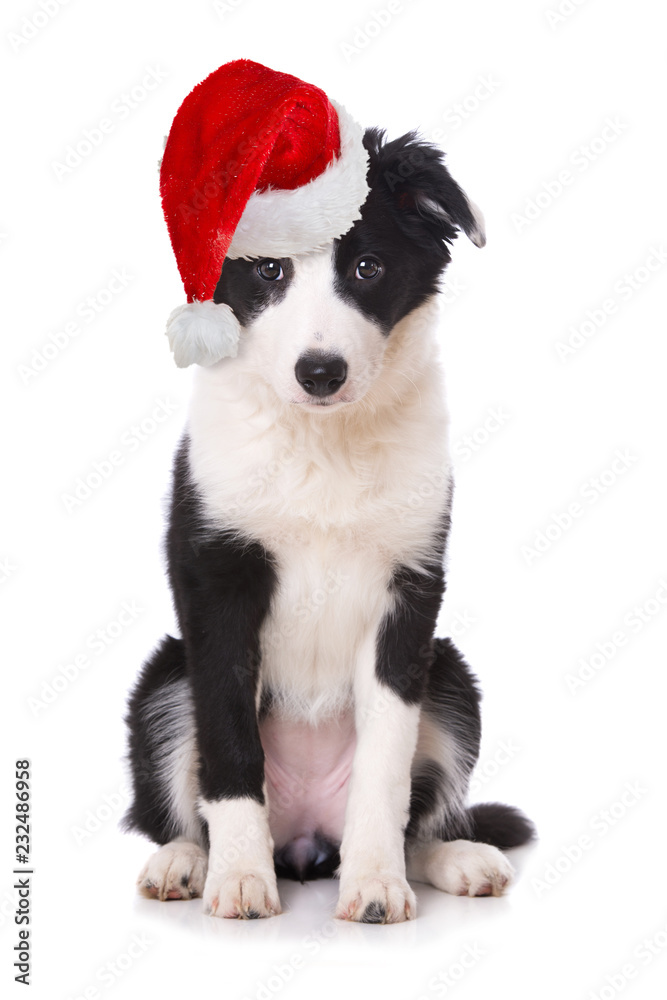 Border Collie Welpe mit Weihnachtsmütze isoliert auf weißem Grund Border Collie Welpe mit Weihnachtsmütze isoliert auf weißem Grund