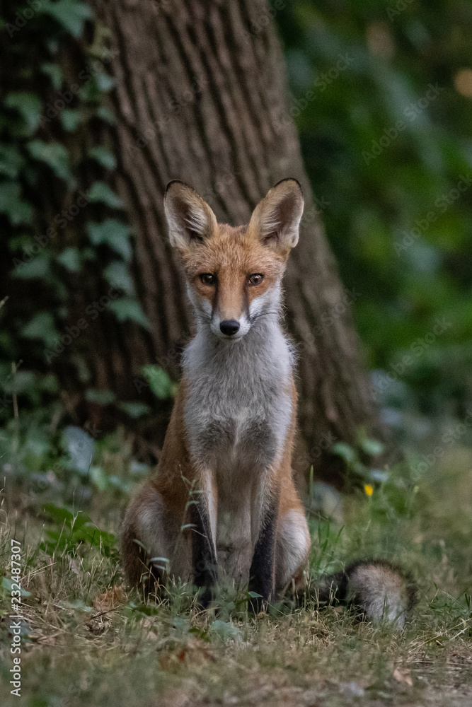 Red fox (Vulpes vulpes) Red fox (Vulpes vulpes)