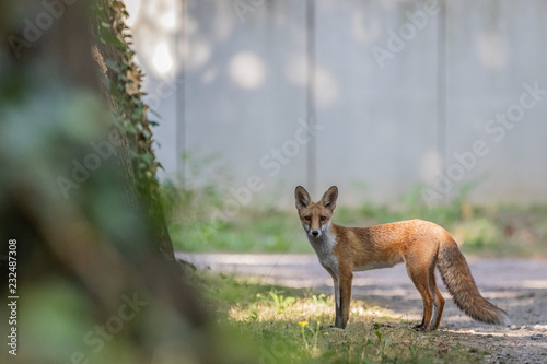 Photography Red fox (Vulpes vulpes)