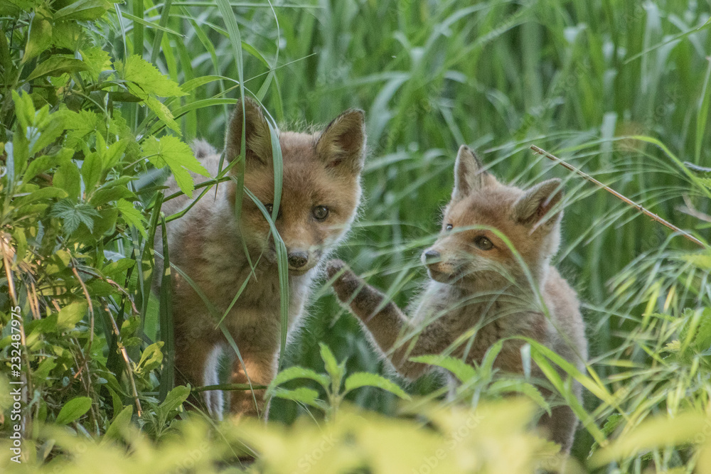 Red fox cubs (Vulpes vulpes)