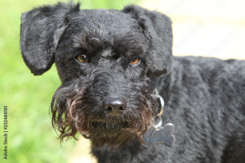 Black dog Black dog