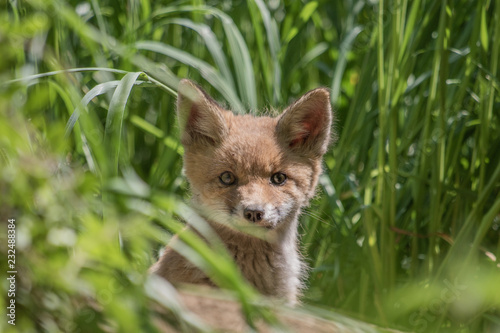 Fototapeta Naklejka Na Ścianę i Meble -  Red fox cub (Vulpes vulpes)