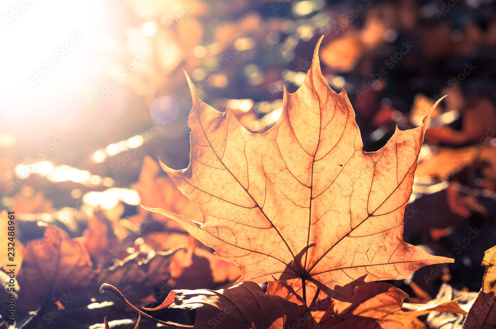 colourful autumn leaf backlit by the sun on the forest floor, vintage style cross processed effect and sun flare. colourful autumn leaf backlit by the sun on the forest floor, vintage style cross processed effect and sun flare.