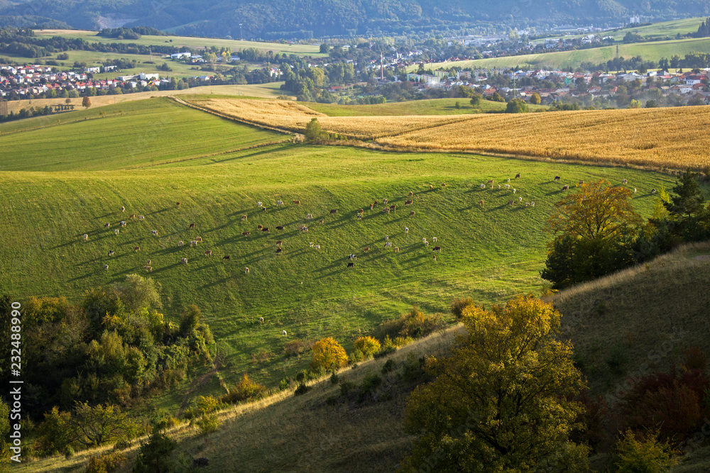 Green field with cows Green field with cows