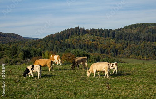 Fototapeta Naklejka Na Ścianę i Meble -  cows on pasture