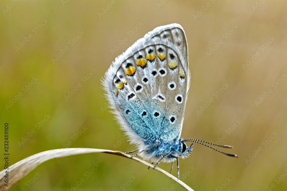 Obraz premium butterfly