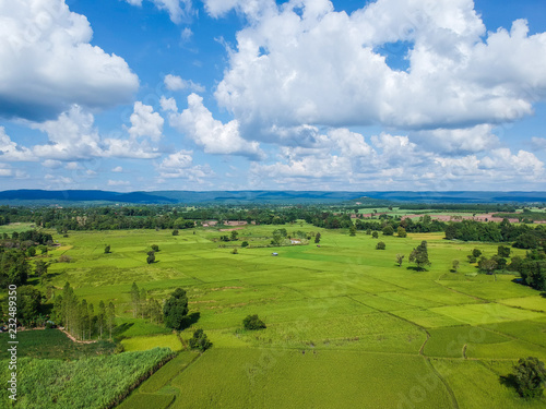 Aerial view green Rice paddy filed from above  farm and agricultural land at Kalasin in Thiland.