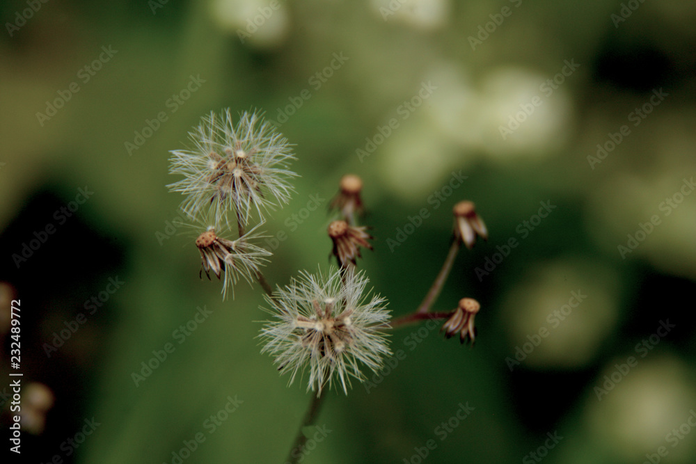 Close up flower in nature. Close up flower in nature.