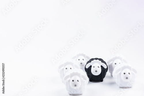 Black sheep doll and White sheep doll isolated on white background with blank for your text.