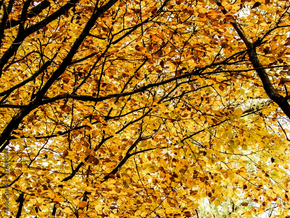 Branches of autumnal trees as nature background. Branches of autumnal trees as nature background.