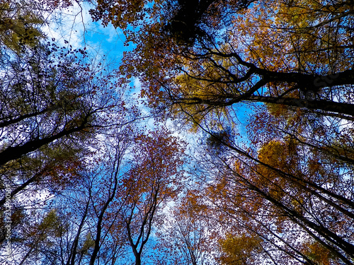 Autumn trees against blue sky.