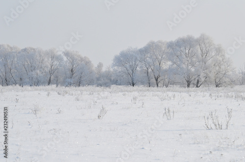 winter landscape trees in snow