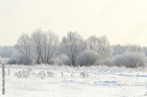 winter landscape trees in snow © Светлана Симкина