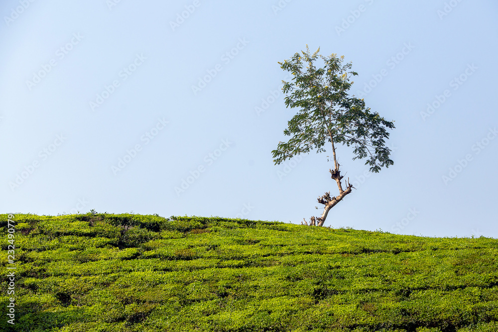 Fototapeta premium Tea hills in Long Coc highland, Phu Tho province in Vietnam