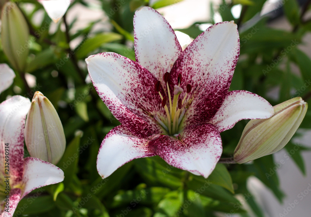 beautiful flowers in nature in the botanical garden beautiful flowers in nature in the botanical garden