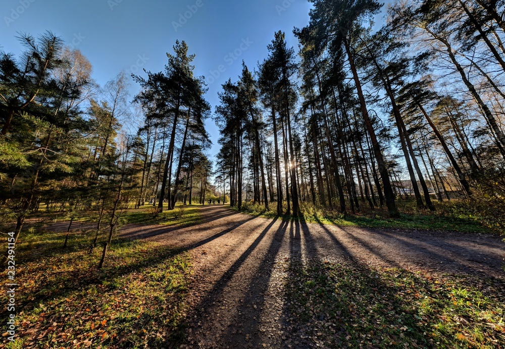 Obraz premium road in the forest