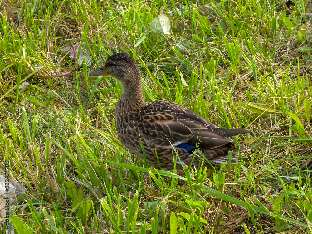 Wild duck in the grass Wild duck in the grass