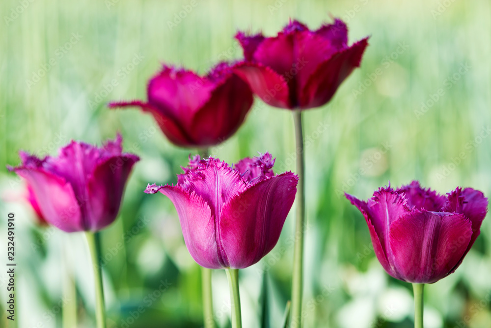 Dark pink tulip in nature - shallow depth of field Dark pink tulip in nature - shallow depth of field