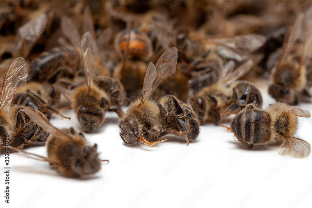 Apiculture - disparition des abeilles Apiculture - disparition des abeilles