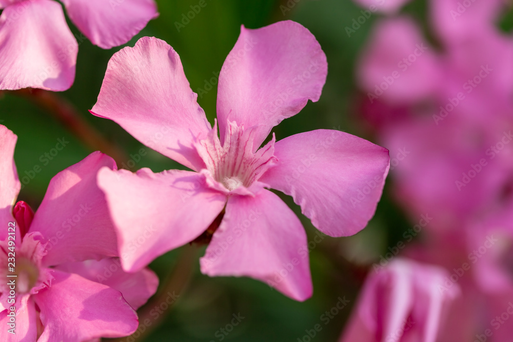 light pink oleander blooming bunch close up light pink oleander blooming bunch close up