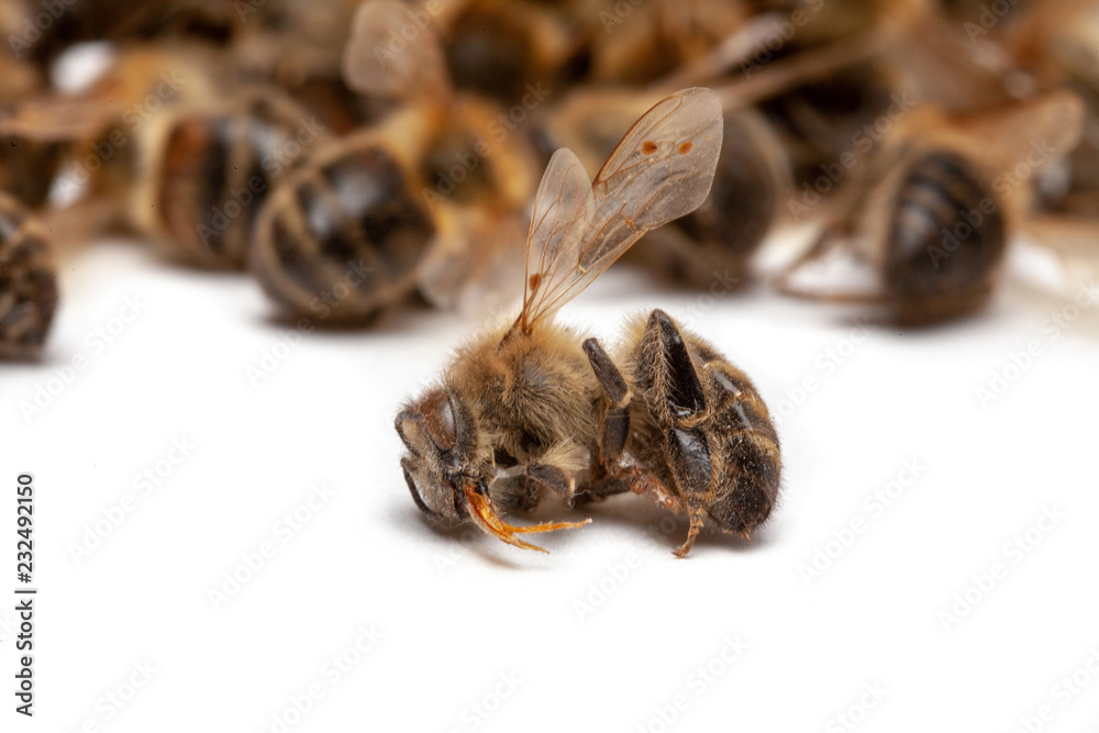 Apiculture - disparition des abeilles Apiculture - disparition des abeilles