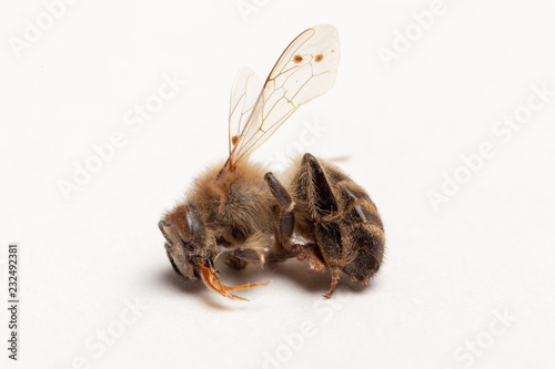 Apiculture - disparition des abeilles photo