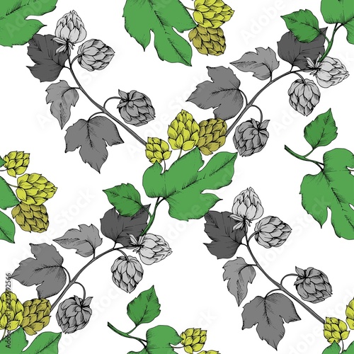 Vector. Black and white engraved humulus ink art. Green leaf. Leaf plant