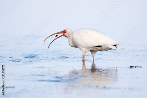 White Ibis   Eudocimus albus  eating a small crab while wading in shallow water near St. Pete Beach  Florida.