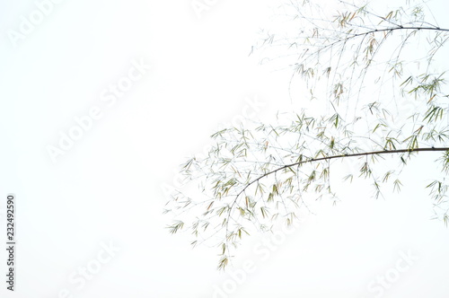 bamboo leaf flowing from wind blow on white background