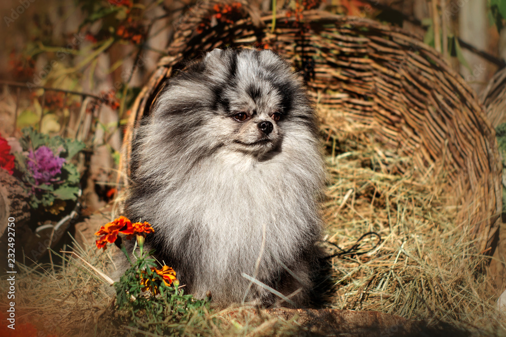 Merle spitz sale