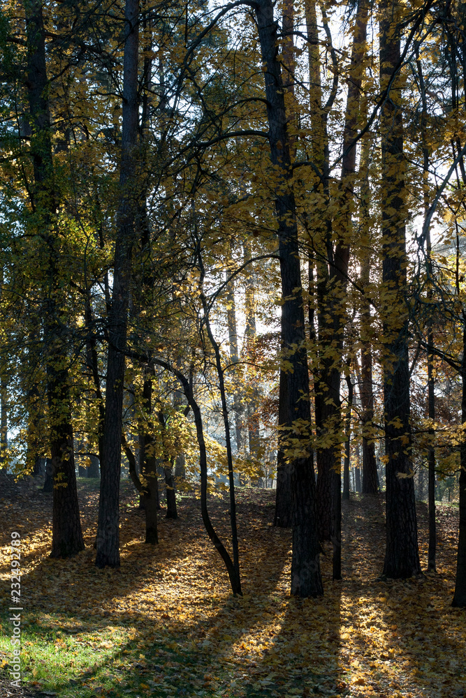 Obraz premium Beautiful park with sun rays