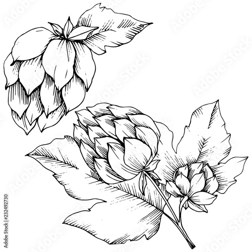 Vector. Black and white engraved humulus ink art. Isolated humulus illus