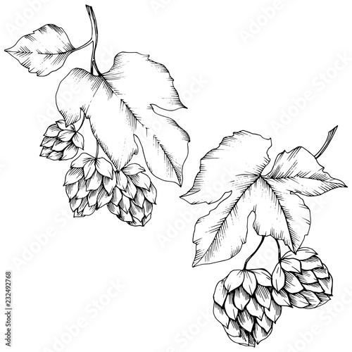Vector. Black and white engraved humulus ink art. Isolated humulus illus