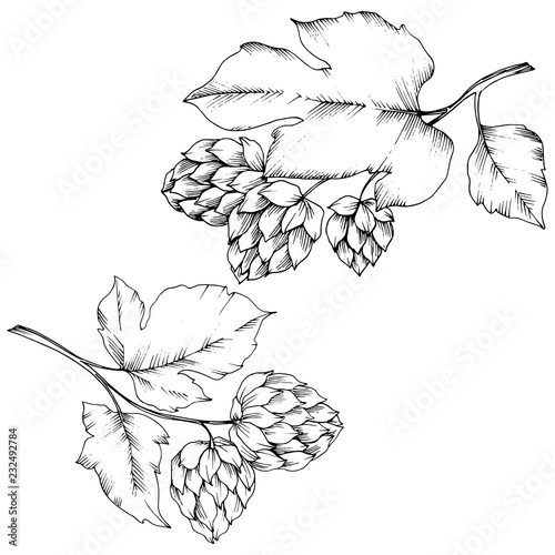 Vector. Black and white engraved humulus ink art. Isolated humulus illus