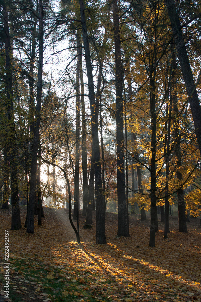 Obraz premium Forest during morning time