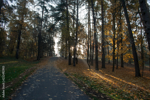 Autumn park in the morning