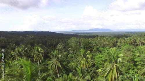 Wallpaper Mural Nagcarlan, Laguna, Philippines - November 12, 2017: Mountain forest replete with full grown coconut trees. Drone aerial shot Torontodigital.ca