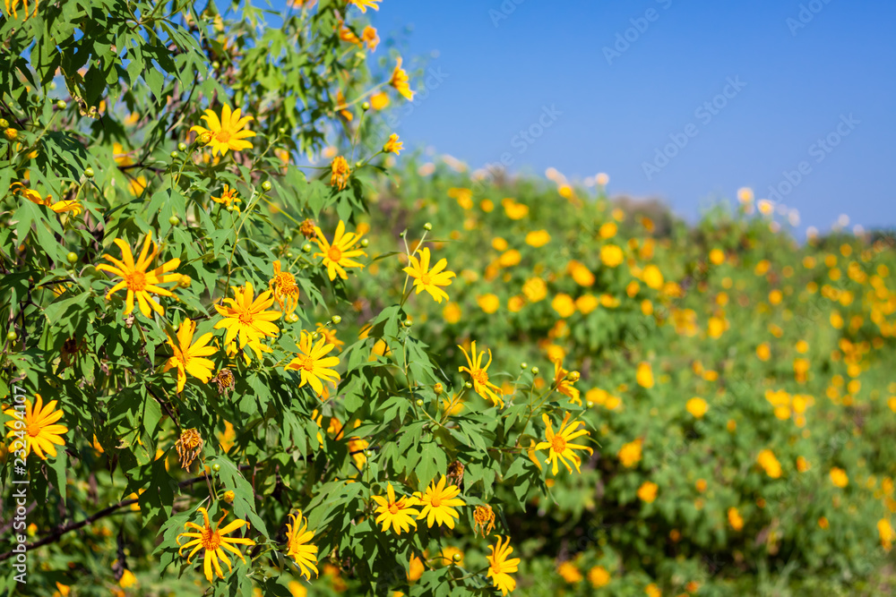 Mexican sunflower blooming