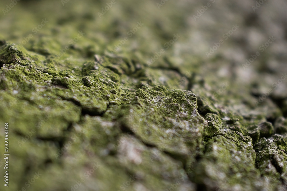 Closeup of a bark covered with moss, macro view with selective focus Closeup of a bark covered with moss, macro view with selective focus