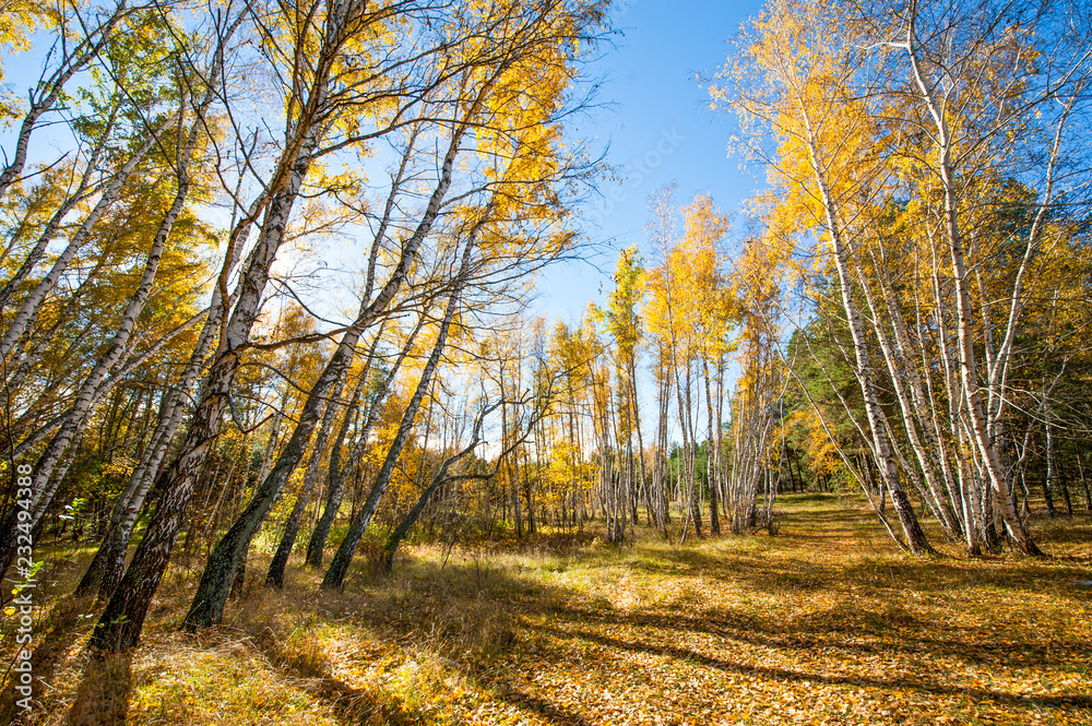 Fototapeta premium autumn in the forest yellow leaves