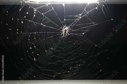 Spider on spider web under a light